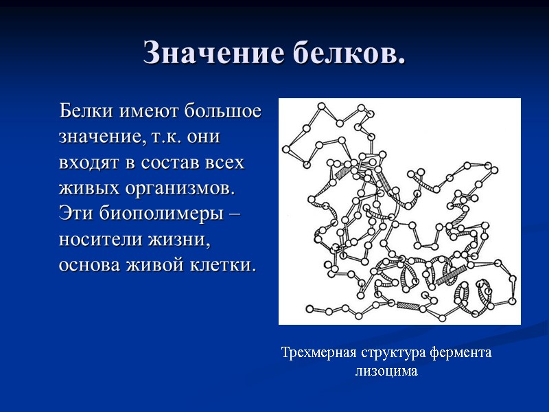 Значение белков.      Белки имеют большое значение, т.к. они входят